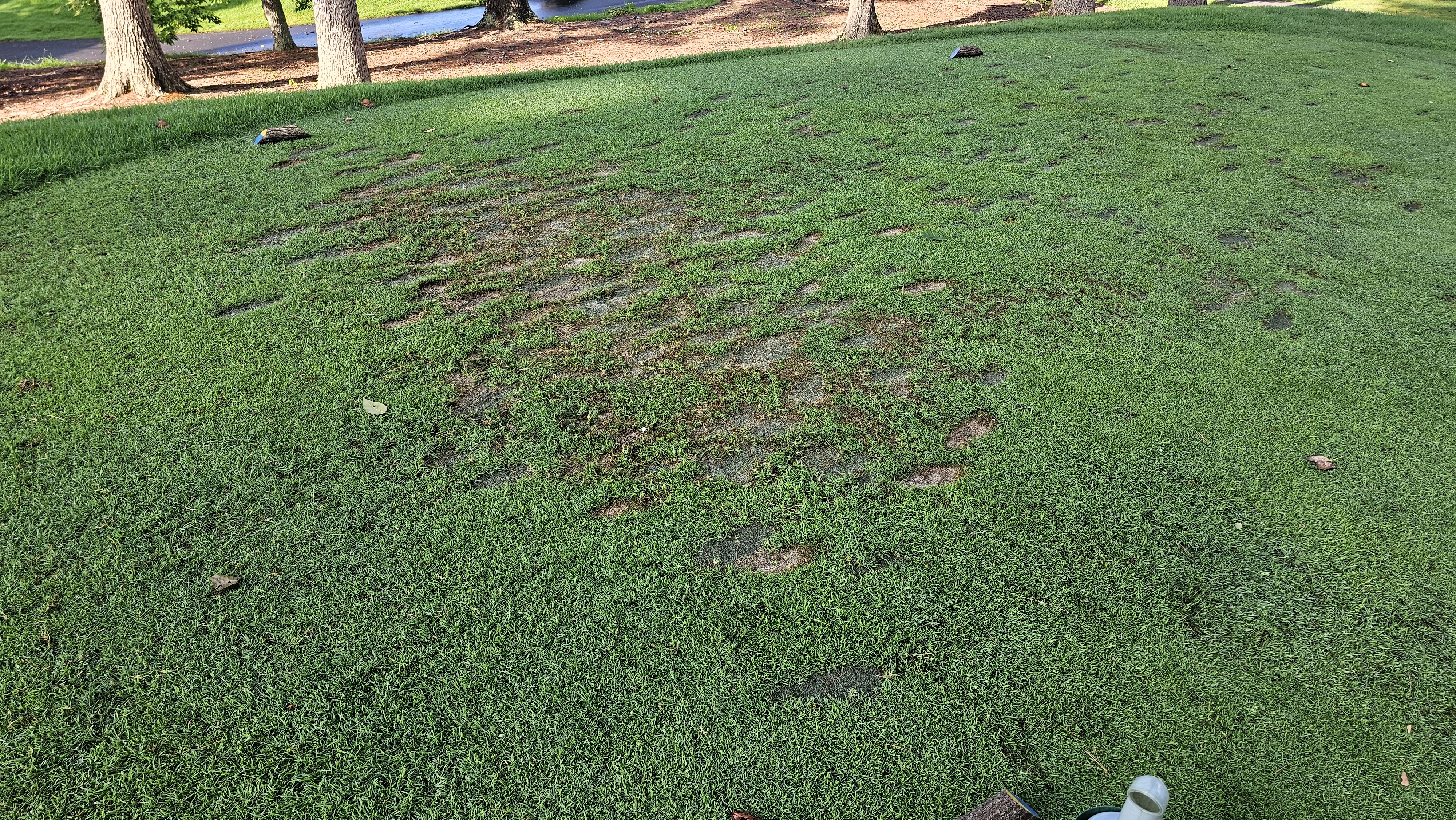 Golf tee box showing turf recovery and patchy divots beneath shaded trees.
