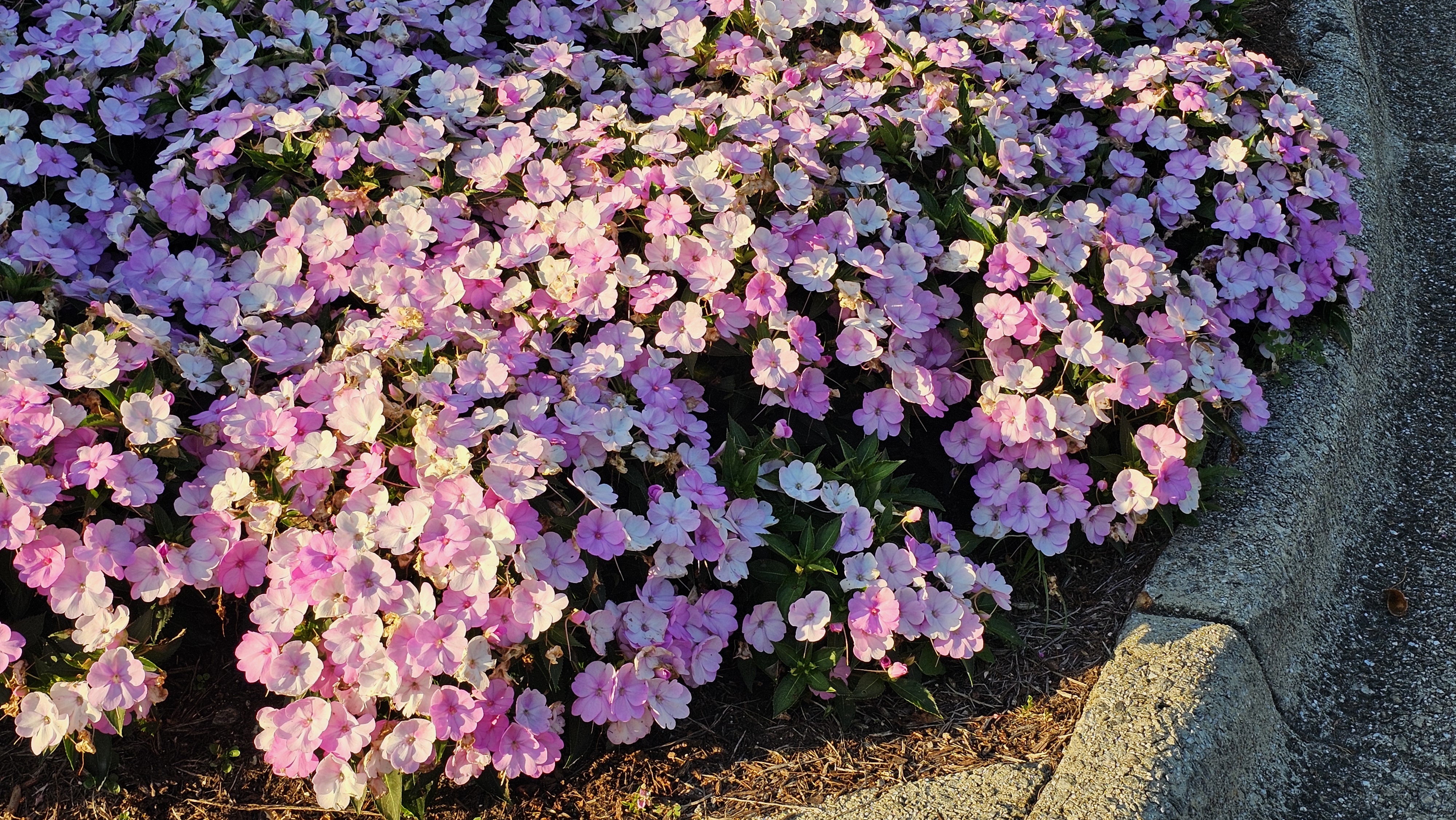 Mass planting of pink and lavender impatiens blooming beside a curb.