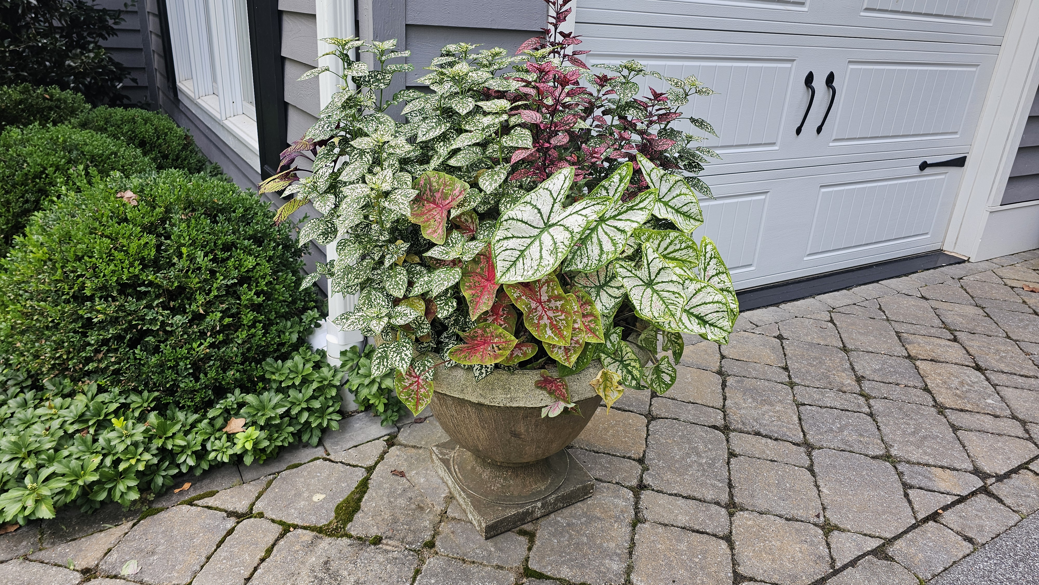 Decorative patio planter with caladiums and polka dot plants beside a garage.