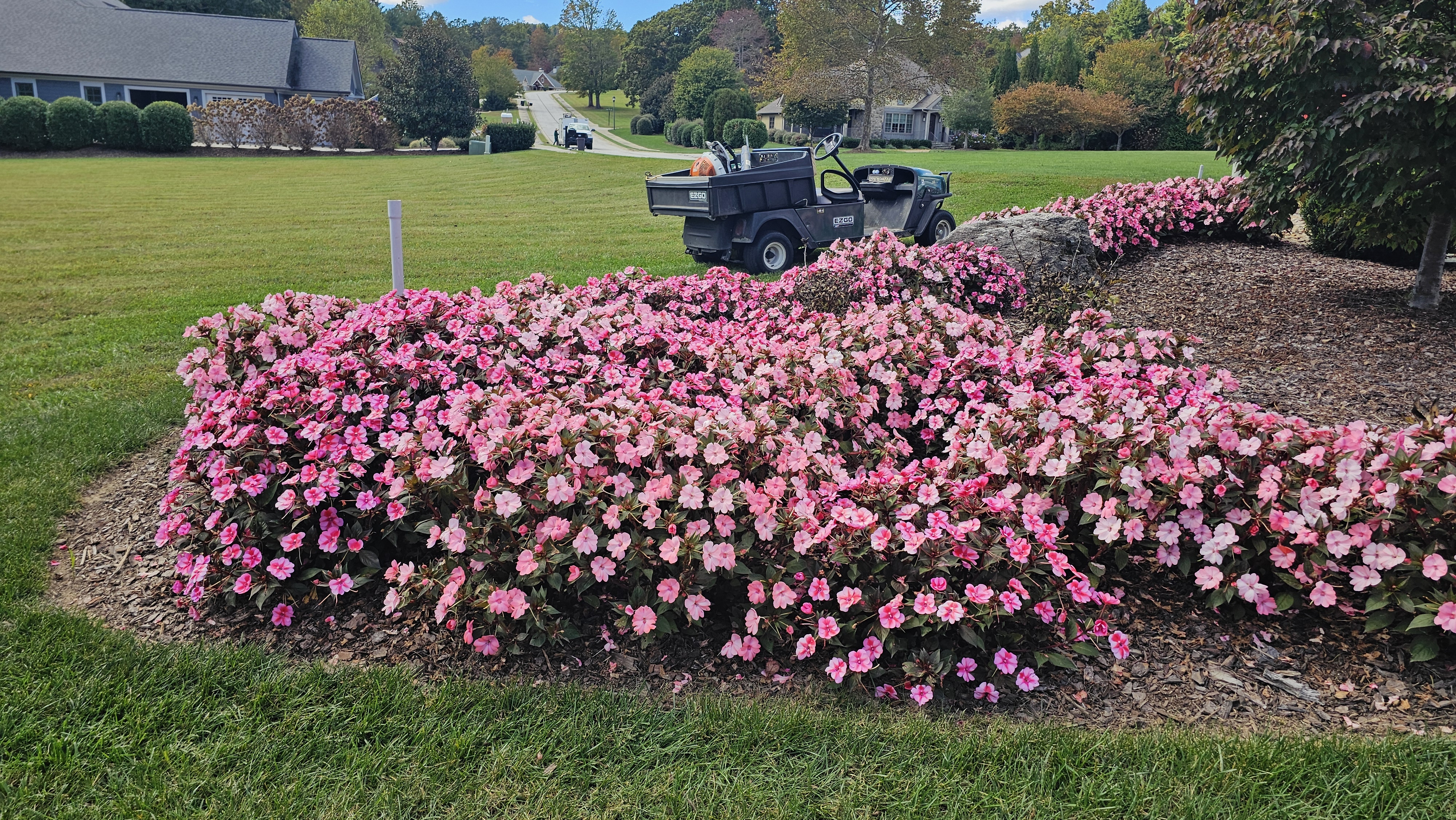 Flower bed of pink impatiens beside a clubhouse lawn with a Cushman utility cart.
