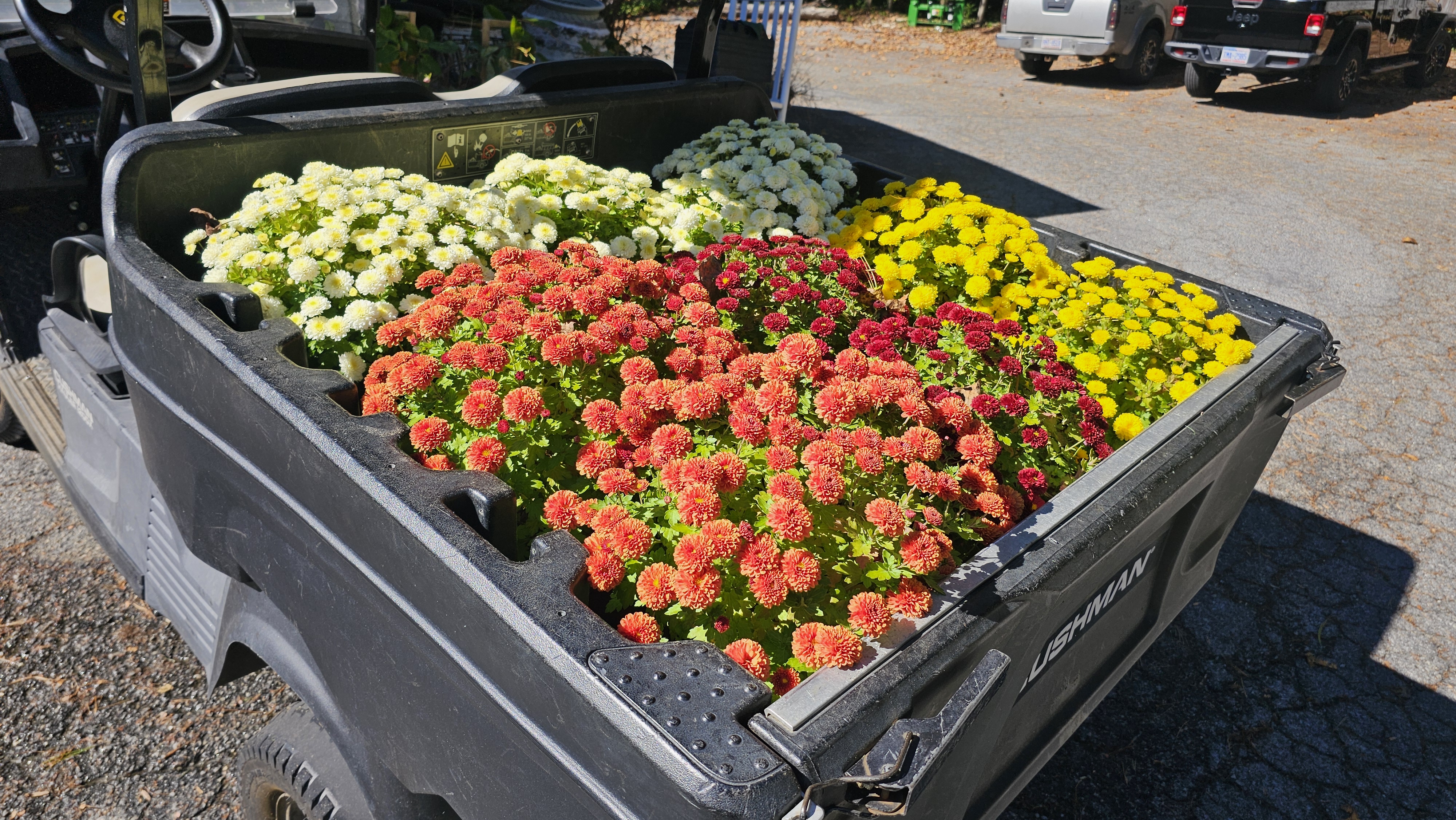 Colorful chrysanthemums in a Cushman utility vehicle under bright autumn sunlight.