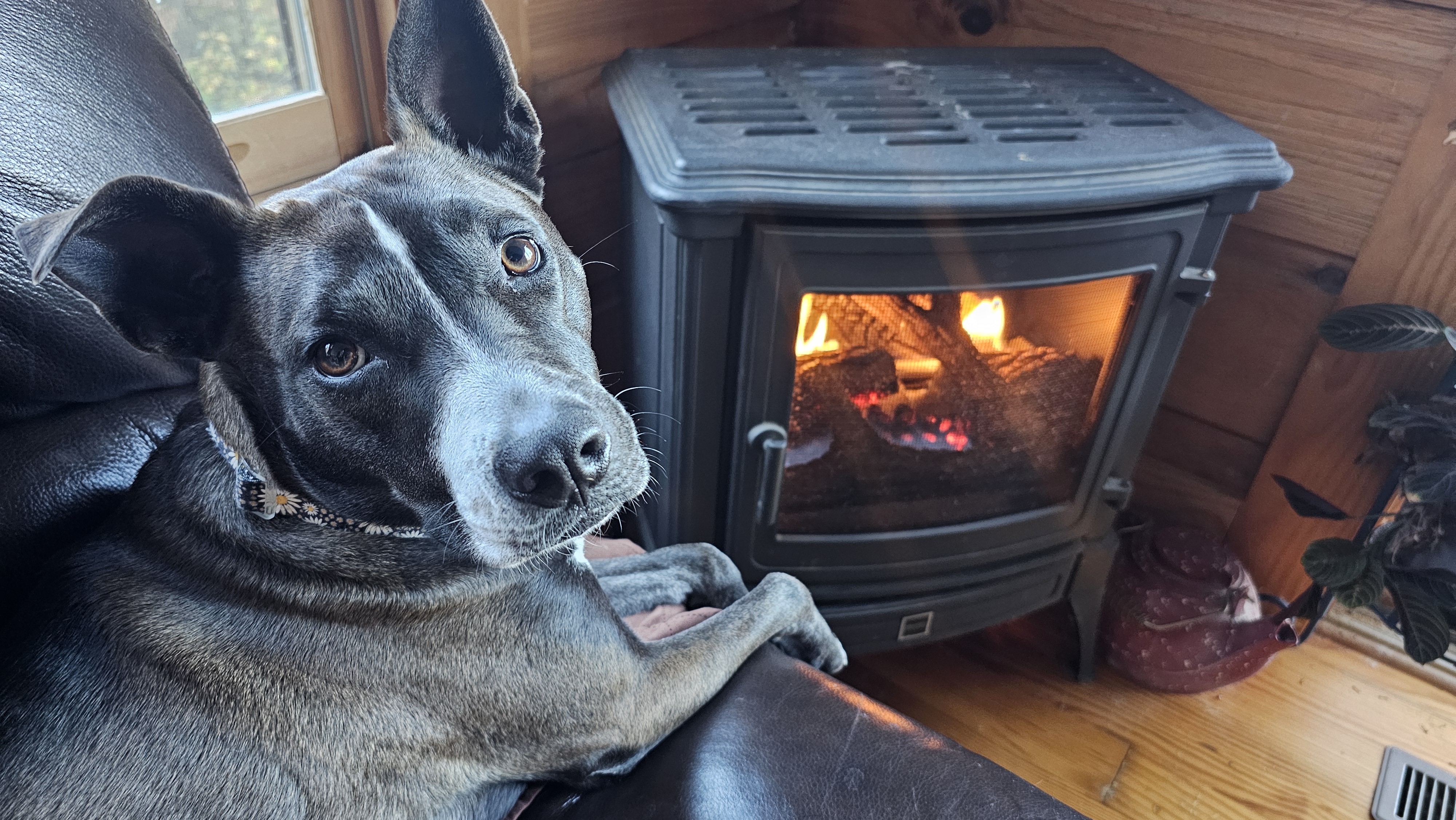 Dog relaxing by a wood stove in a cozy cabin.